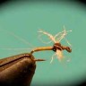 Trico Spinner(female)